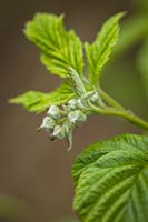 Rubus idaeus cv. - Raspberry flower buds among foliage detail