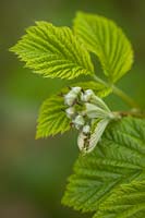 Rubus idaeus cv. - Raspberry flower buds among foliage detail