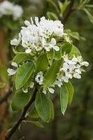 Pyrus communis 'Conference' - 'Conference' Pear blossoms among foliage