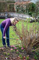 Pruning buddleia stems down to 45cm in early spring using loppers - Buddleia davidii 'Black Knight' - Butterfly bush