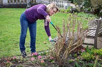 Pruning buddleia stems down to 45cm in early spring using loppers - Buddleia davidii 'Black Knight' - Butterfly bush