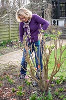 Pruning buddleia stems down to 45cm in early spring using loppers - Buddleia davidii 'Black Knight' - Butterfly bush