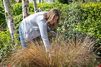 Combing dead foliage out of Anemanthele lessoniana syn. Stipa arundinacea - Pheasant's tail grass