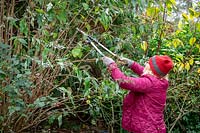 Using loppers to cut back buddleia stems by a half in early winter to prevent wind rock damage.