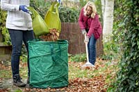 Autumn tidy up. Clearing leaves using a rake and leaf grabbers.