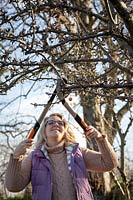 Pruning a crab apple tree with long handled loppers.