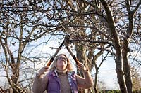 Pruning a crab apple tree with long handled loppers.