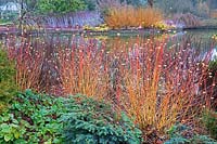 Cornus sanguinea 'Midwinter Fire' with Cedrus atlantica 'Sapphire Nymph' - January - RHS Wisley 