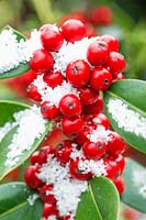 Ilex aquifolium 'J.C. van Tol' with snow