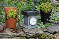 Old kitchen scales and pots of succulents on a dry stone wall.
