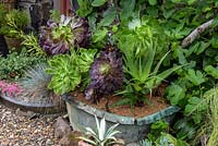 Copper cistern planted with green and purple varieties of Aeonium arboreum 
