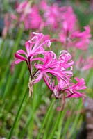 Nerine bowdenii, bears funnel-shaped, faintly-scented pink flowers 