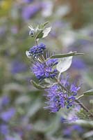 Caryopteris x clandonensis 'Heavenly Blue', a compact deciduous shrub 