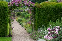 Rosa 'Veilchenblau' trained over an arch between yew hedges.