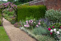 Borders in walled garden with Rosa 'Veilchenblau' on arch in yew hedges.
