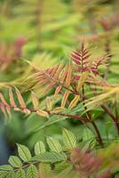 Sorbaria sorbifolia 'Sem'