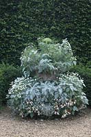 Silver themed planting with Centaurea cineraria, Plectranthus argentatus, Argyranthemum frutescens, Begonia, artemisia, Melianthus major