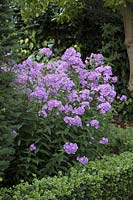 Phlox paniculata 'Eventide'