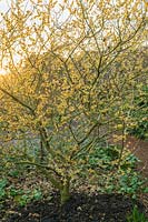 Chimonanthus praecox 'Grandiflorus' - Wintersweet - in late afternoon sun