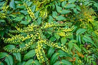 Mahonia japonica