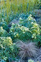 Helleborus argutifolius - Hellebore - in a bed with Cornus sericea 'Flaviramea' - Dogwood - and Carex