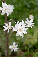 Magnolia stellata 'Scented Silver'