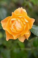 Rosa 'Easy Going 'Harflow' - Floribunda Rose