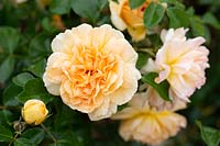 Rosa Dame Judi Dench 'Ausquaker' - English Shrub Rose
