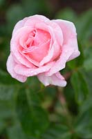 Rosa 'Queen Elizabeth' - Grandiflora Rose