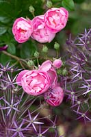 Rosa 'Raubritter' - Shrub Rose - with Allium cristophii