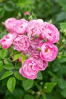 Rosa 'Raubritter' - Shrub Rose