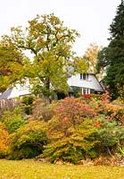 A towering oak tree and autumn foliage on Azalea, Cornus kousa, Acer, underplanted with Hosta around the Arts and Crafts style house at High Moss, Portinscale, Cumbria, UK