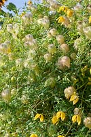 Seed heads and flowers of Clematis tangutica 'Bill Mackenzie'