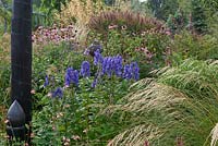 Aconitum carmichaelii 'River Ouse' - Monkshood - in a bed with ornamental grasses and Echinacea