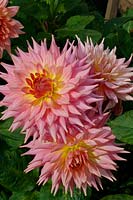 Dahlia 'Rose Jupiter' 