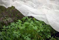 Overwintered Mizuna and Red Mizuna - Brassica rapa nipposinica and Brassica rapa var. japonica are fleeced to encourage early growth and cropping