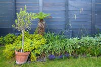 Shade planting with Tree fern, Alchemilla mollis and Helleborus  in Walthamstow Modern Garden by Earth Designs