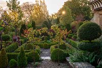 At dawn, a formal parterre created from clipped box hedges, balls and standards, with the red autumn foliage of small flowering almonds, Prunus triloba.