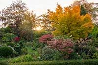 On right, Acer palmatum 'Sango-Kaku', the coral bark maple, above Cornus florida 'Rainbow'. Behind red leaved Euonymus alata. Borders of clipped box, privet and perennials.