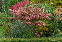 Cornus florida 'Rainbow', eastern flowering dogwood, a deciduous ornamental tree with leaves that turn red, pink and purple in autumn.