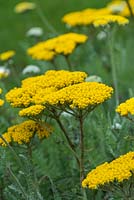 Achillea 'Coronation Gold', yarrow, has leathery, grey-green leaves forming evergreen rosettes, from which arise erect stems to 1m in height, bearing large, flat heads of small golden-yellow flowers, appearing from June.