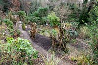 Overview of a garden in late November which is situated in a steep-sided valley or combe with its own sheltered microclimate which permits tender exotic plants to flourish in the warmer months. The Ensete ventricosum and Musas are being cut back for overwintering