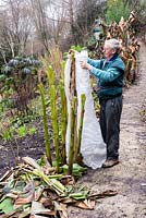 Man wrapping fleece around a Musa basjoo stem for winter protection for the first stage in providing winter protection