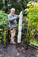 Man using elastic bands to secure pond liner fleece which has been wrapped around the cut back stem of a banana plant for winter protection