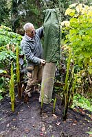 A man is placing a waterproof garden umbrella cover over a length of 300mm Plain Ended Unperforated 'Solid' Twinwall Pipe wrapped twice with insulating thick pond liner underlay which  covers a cut back stem of a banana plant for over winter protection