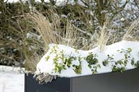Grasses in iron containers covered with snow.
