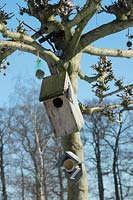 Nesting box and bird feeder attached to a willow tree.