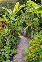 Path through a garden which is situated in a steep-sided valley or combe with its own sheltered microclimate which permits tender exotic plants to flourish