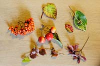 Autumn leaves, fruits and seeds - October
