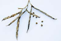 Lathyrus odoratus, seed pod and seeds on a white background